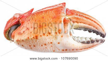 Cooked crab claws. File contains clipping paths.