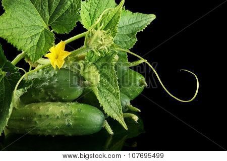 Cropped Shot Raw Gherkins With Flower Isolated On Black