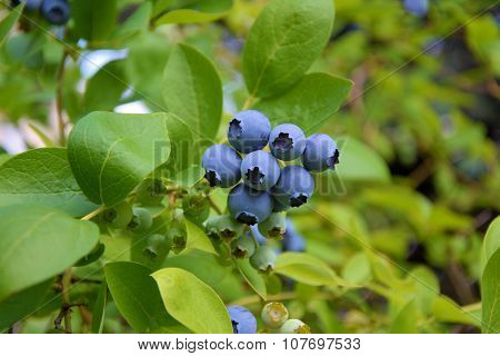 Blueberry Plant