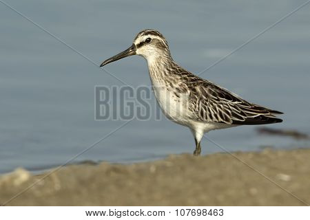 Broad-billed Sandpiper