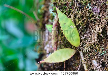 Wild Flowers In Forest