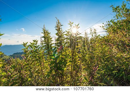Scenic Landscape With Mountains Sub Alpine In Summer