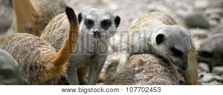 Meerkat Family In Fota Wildlife Park