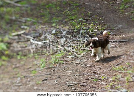 A Dog in a forest in Denmark
