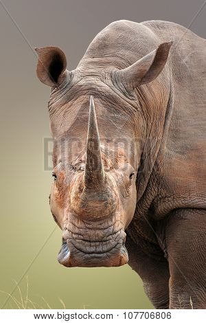 Close-up portrait of White Rhinoceros; Ceratotherium Simum; South Africa