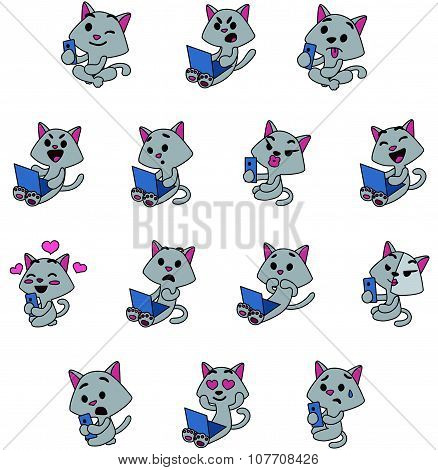 Grey cats social life