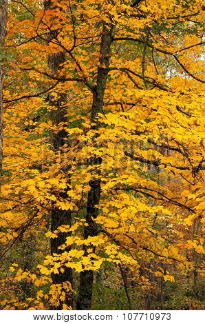 Yellow maple in autumn