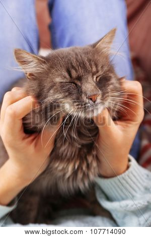 Woman takes in hands beautiful grey cat on sofa in the room