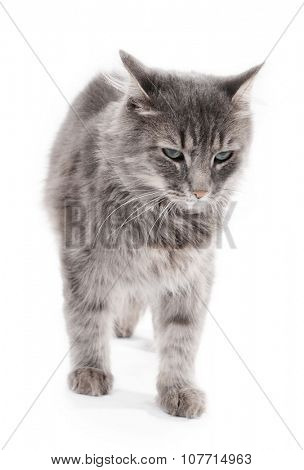 Beautiful grey cat isolated on white background