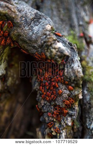 Family Red Bugs On The Bark Of A Tree