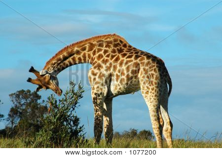 Giraffe27