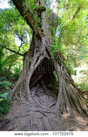 Tree At Maits Rest, Great Oatway National Park