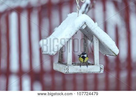 small bird on feedbox close up