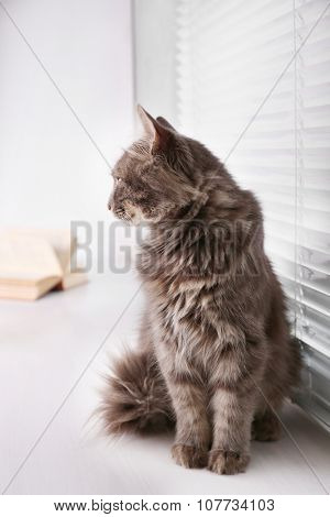 Beautiful grey cat sitting on window board with book, close up