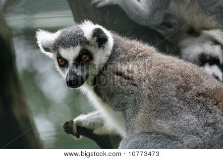 Lemur s otevřenýma očima, hledají kořist