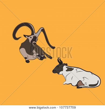 animals