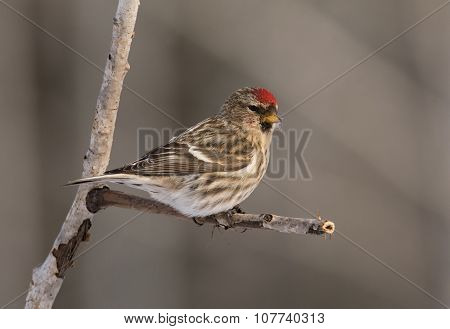 Common Redpoll