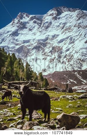 Black Yak