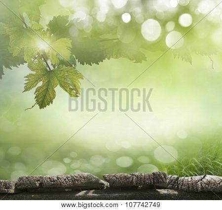 Grape leaves in the background bokeh
