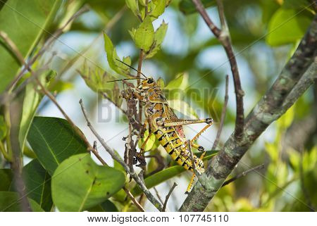 Lubber Grasshopper Eating Leaves