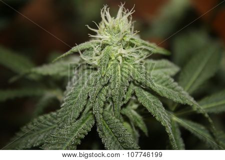Medical Marijuana Flower
