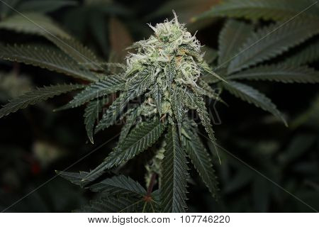 Medical Marijuana Flowering Bud