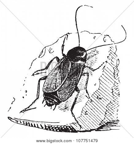 Cockroach, vintage engraved illustration. Dictionary of words and things - Larive and Fleury - 1895.