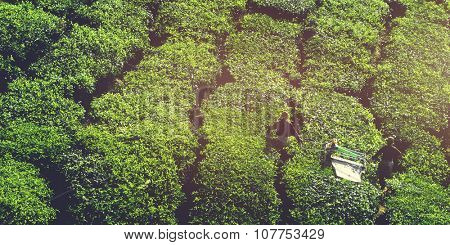 Agriculture Agriculturist Harvest Tea Crop Concept