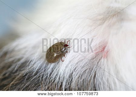 Big Tick On A Dog In Clearing.