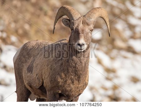 Bighorn Sheep - Eyes On You.