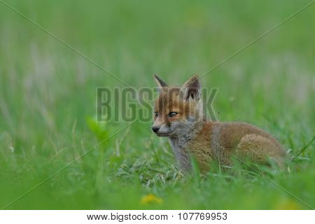 Red Fox