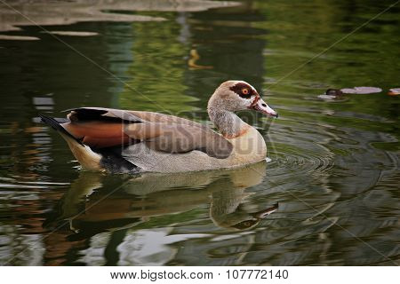 Beautiful Exotic Duck Swimming
