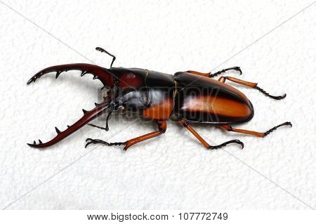 Stag beetle isolated on background
