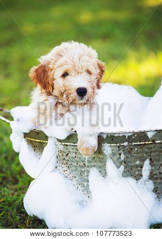 Adorable Cute Young Puppy Outside in the Yard Taking a Bath Covered in Soapy Bubbles