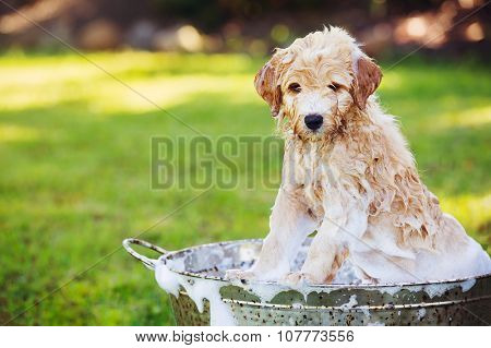 Adorable Cute Young Puppy Outside in the Yard Taking a Bath Covered in Soapy Bubbles