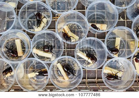 Fighting Rhinoceros Beetle For Sale
