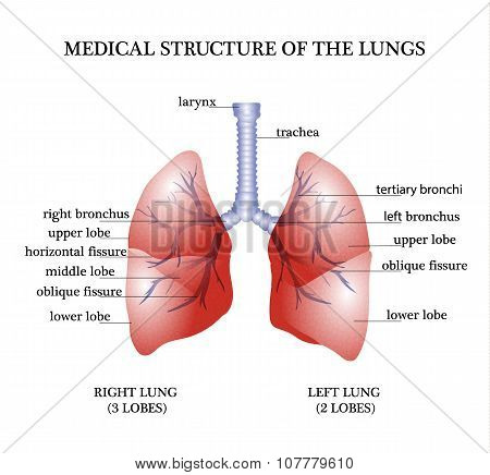 The anatomical structure of the lungs