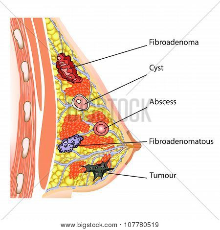anatomy of the female breast