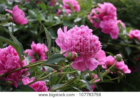 Peony flowers. Close-up