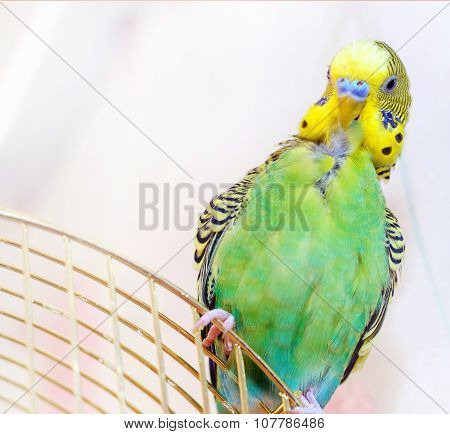 Green Budgerigar