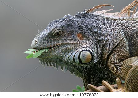 Sort Iguana