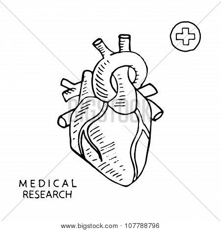 Human heart. Vector illustration.