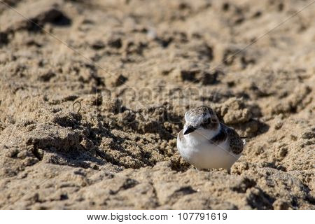 The Cute Little Snowy Plover Walking Around The Beach