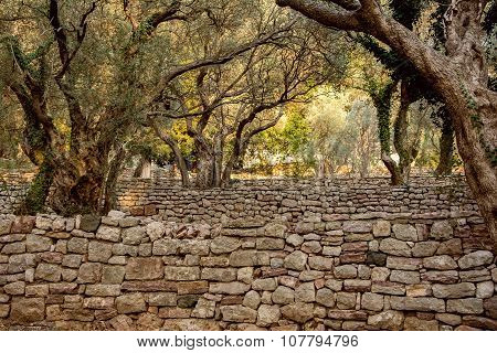 Olive Old Garden Near Milocher Park