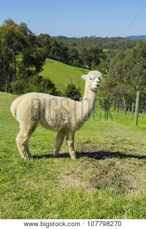 View Of Huacaya Alpaca In A Farm