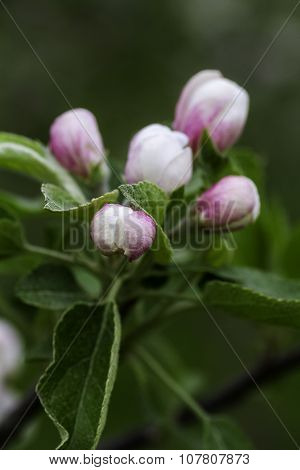 Flower Bubs