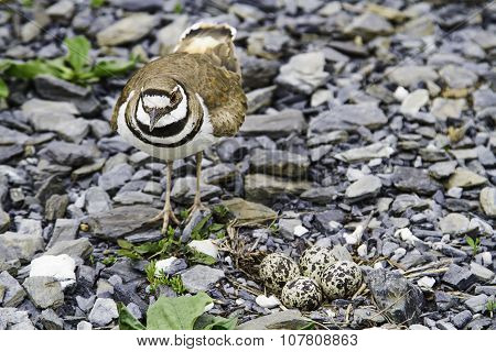 Killdeer And Nest