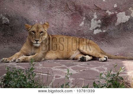 Lioness