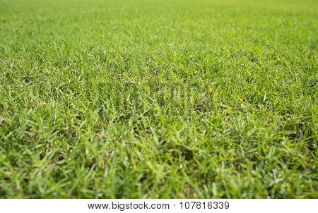 Greensward field background