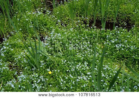 Forget-Me-Nots in a Swamp
